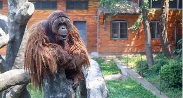 曾经上万人听一人打呼噜,那群玩家,如今又搞了个大事情?