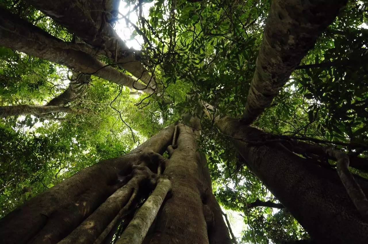 热带雨林望天树简介,亚马逊热带雨林奇特的树