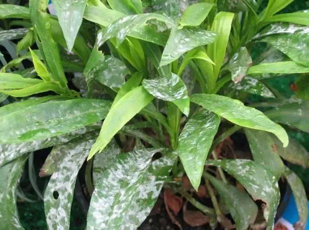 为什么室内养护的盆栽花卉特别容易感染*粉白**病，有什么方法可处理