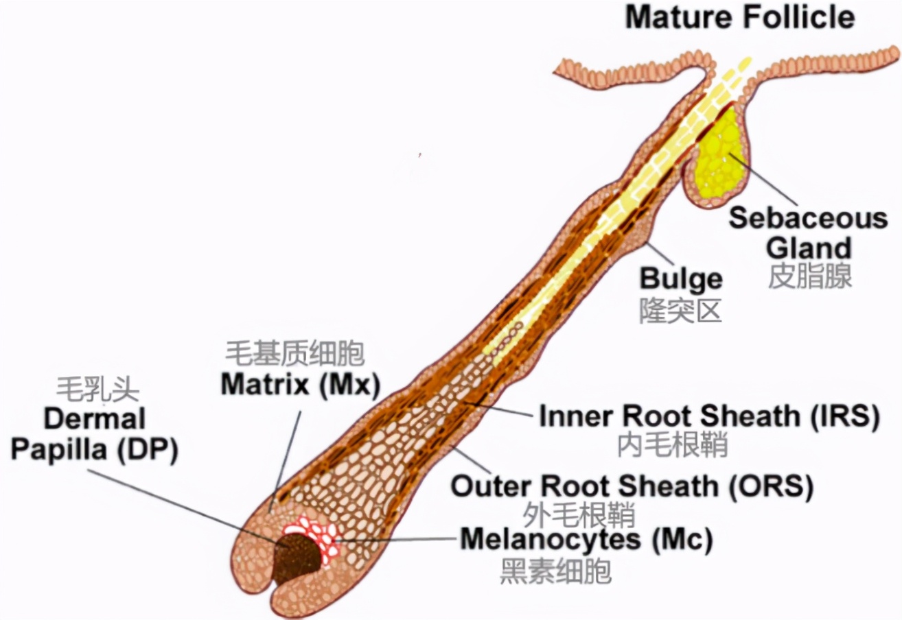 激动哭…科学家找到压力致秃的真相,头秃的你有救了!