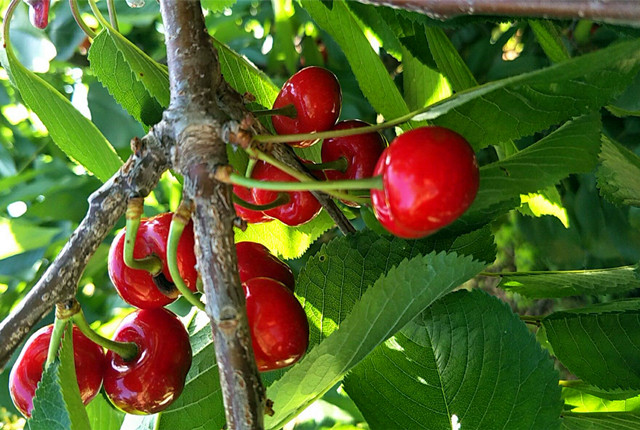 樱桃园开始采摘,樱桃采摘季漫山遍野红樱桃