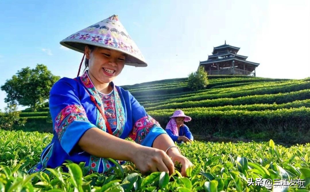 三江金奖茶,中国早春第一茶三江茶