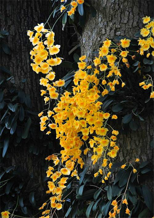 木虾公的功效与作用图片,中药水虾公图片