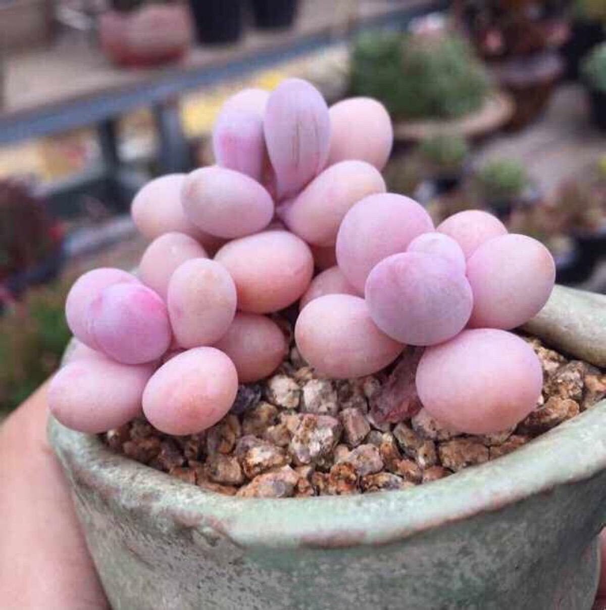 养多肉晒太阳吗,多肉冬天比夏天好养