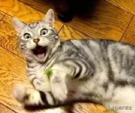 给猫狗清洁耳道切勿用镊子缠棉花捅插，这样做才是正确做法