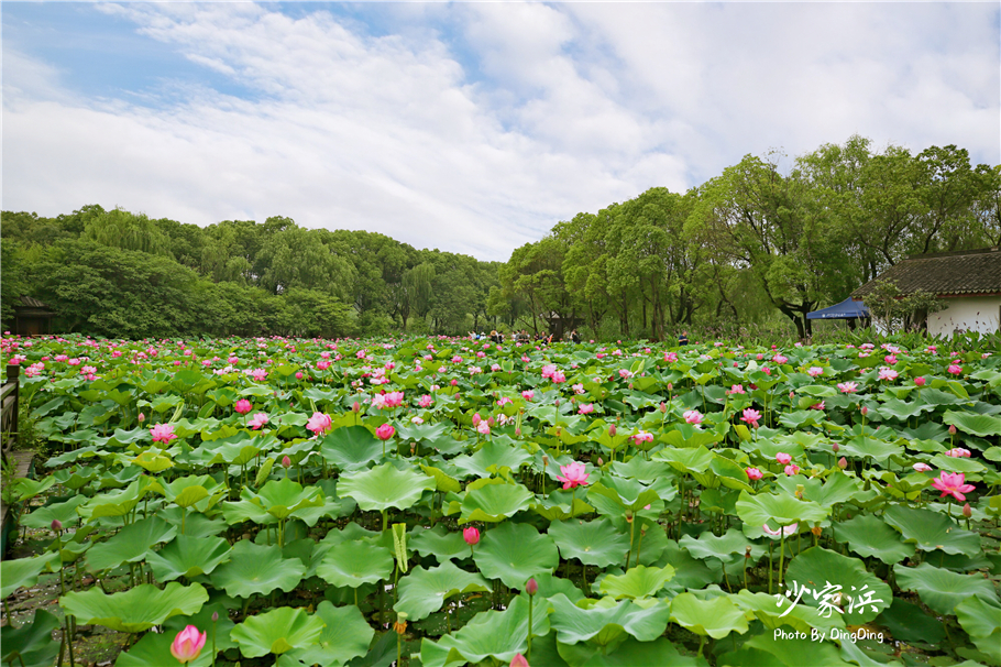 常熟哪里有荷花,江苏常熟荷花景区