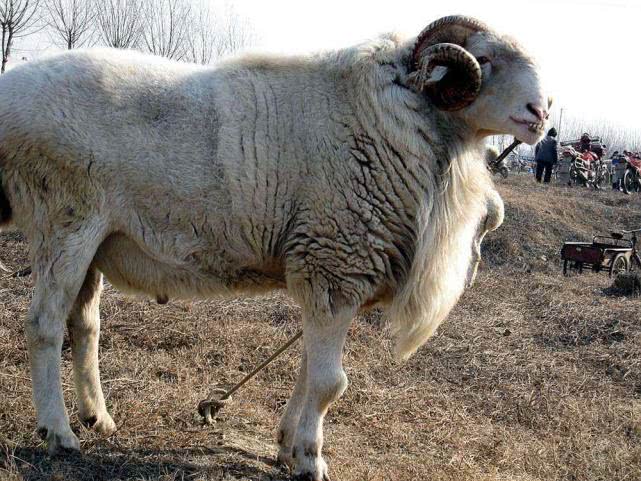 养殖成本才50元6个月即可出栏,养殖前景及价格