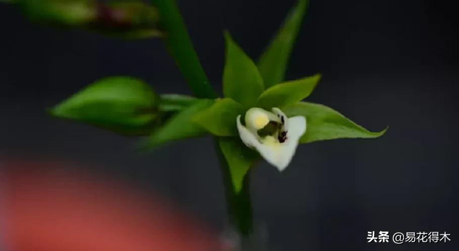 吻兰,云南稀有兰花品种图片金边蕙兰