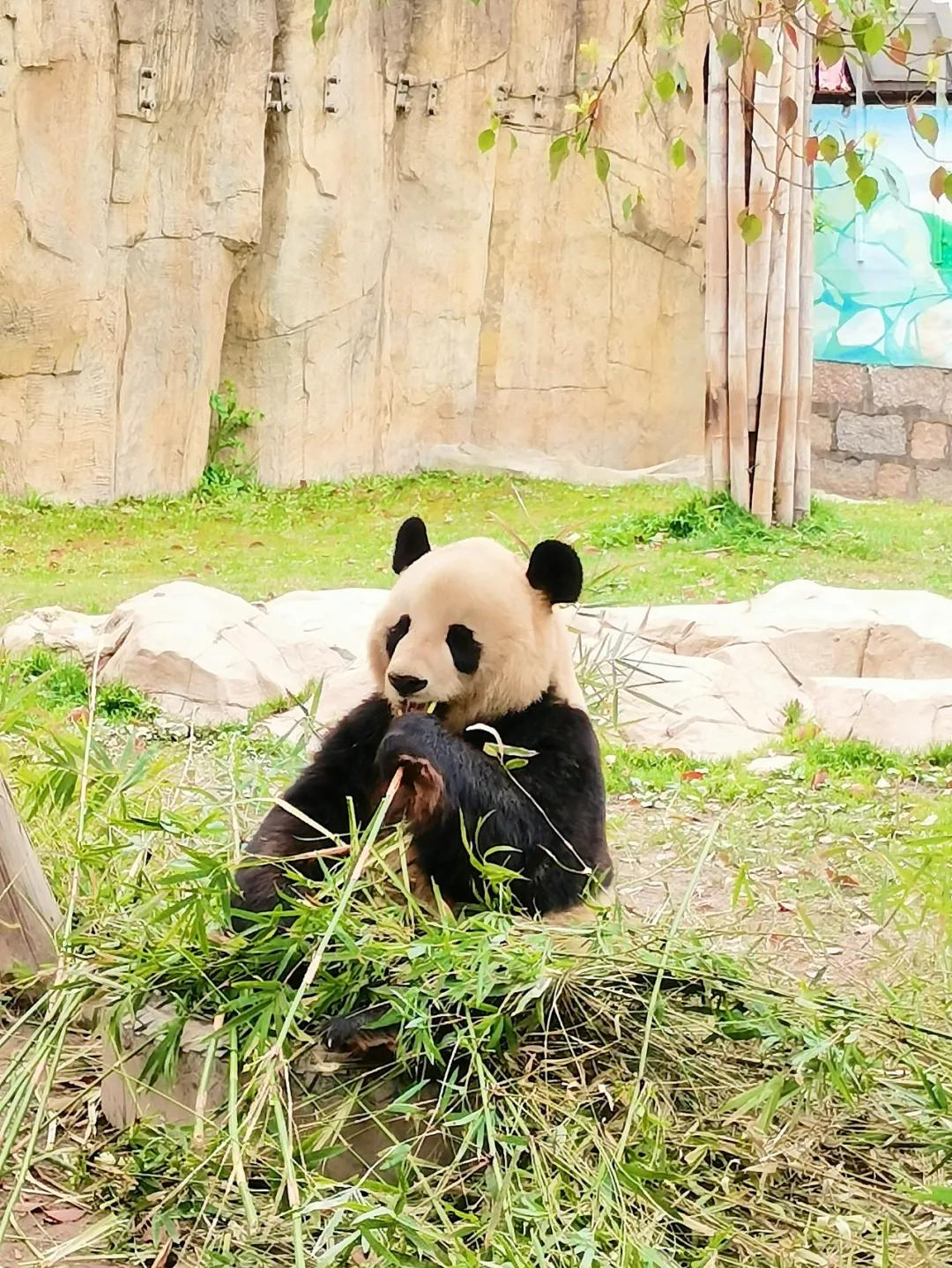上海野生动物园儿童票标准,上海野生动物园门票价格表
