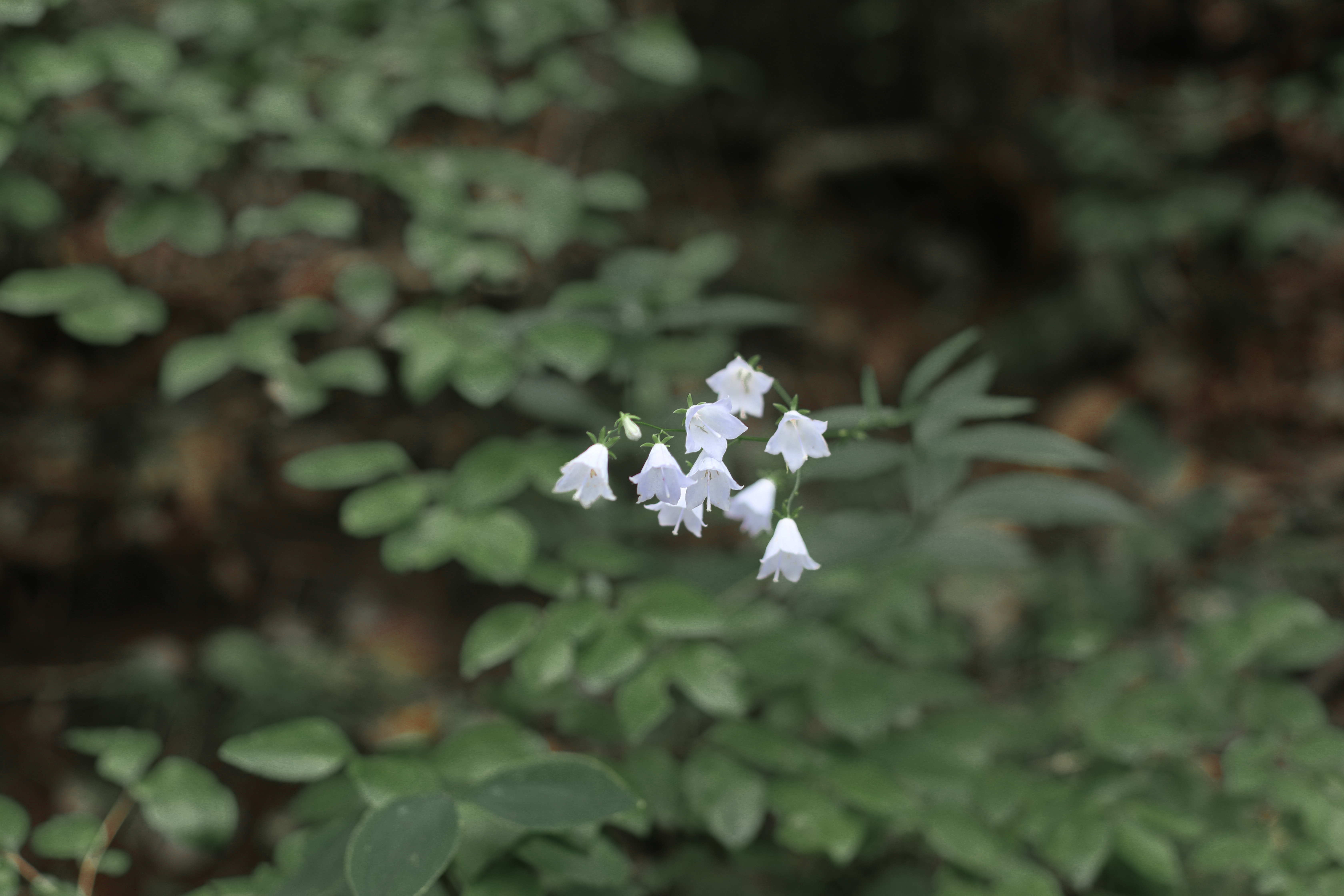 京郊十条登山步道推荐,房山蝴蝶谷登山步道
