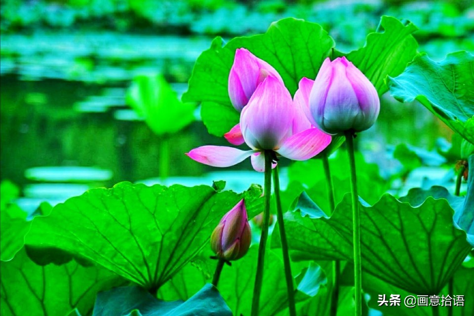 诗词鉴赏｜亭廊秀色觅荷香，月夜苍穹映碧光