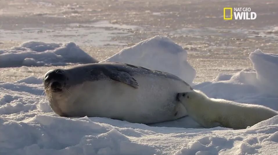 这届年轻人已经饥渴到“吸海豹”了……