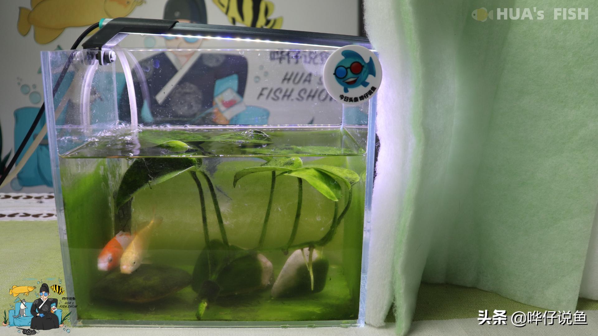 鱼缸养锦鲤每天洗过滤棉,养鱼鱼缸过滤棉怎么清洗