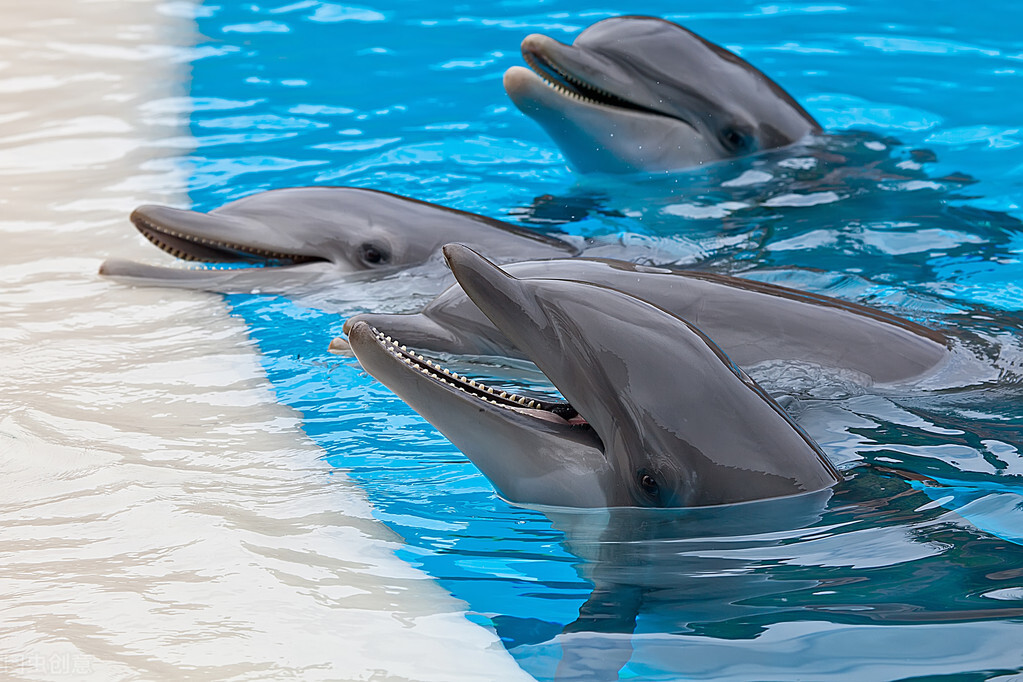 世界上牙齿最多的动物前十排名,世界上牙齿最多动物是什么动物