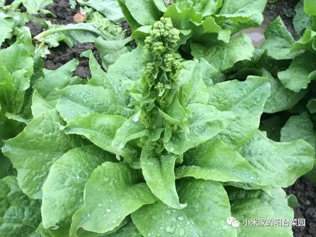 别墅菜园适合种什么菜,适合懒人种的阳台菜