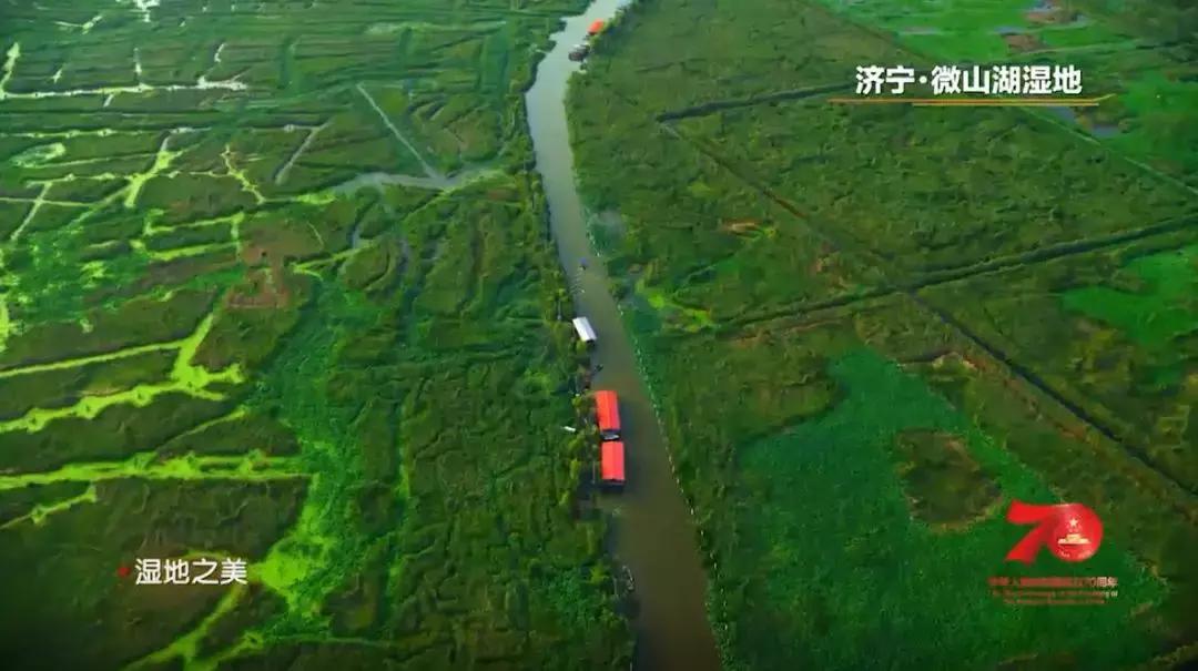 济宁任城湿地公园荷花,济宁莲花湿地