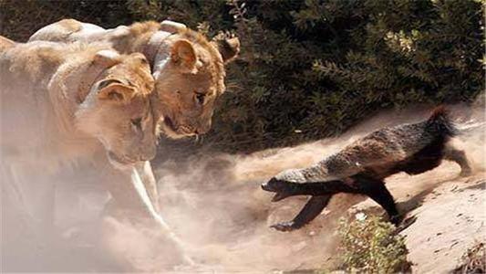 非洲岩蟒是平头哥天敌?平头哥怒啃岩蟒,展示“非洲一哥”的实力