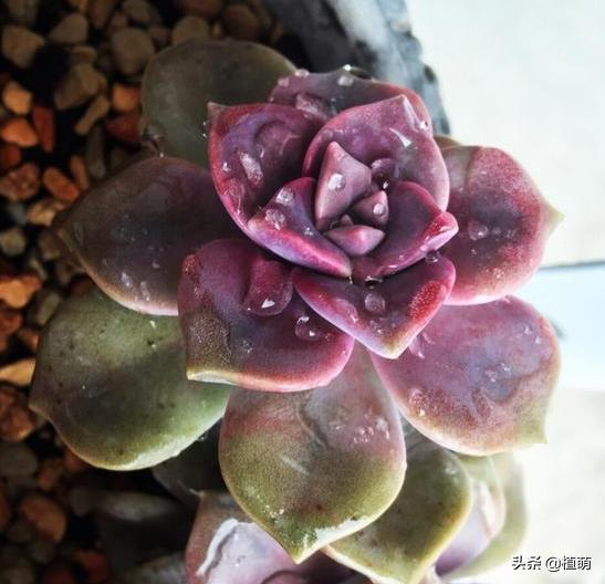 养了一年的紫乐锦没多大变化,紫乐多肉怎么爆侧芽