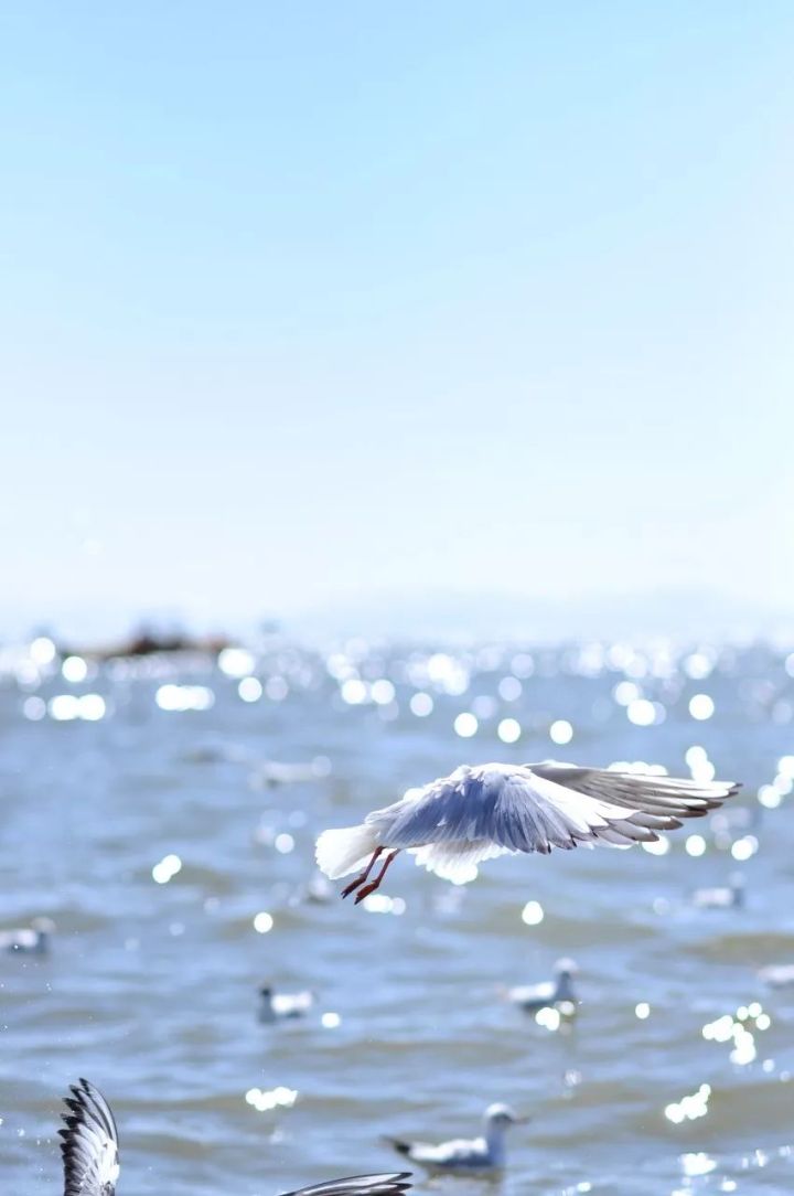 什么是云南品种,什么是云南的特色