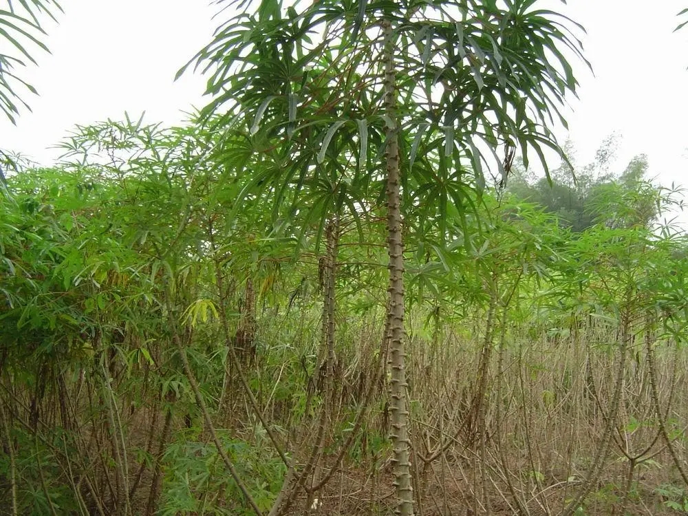 客家木薯粉块怎么吃,广式木薯糖怎么做好吃