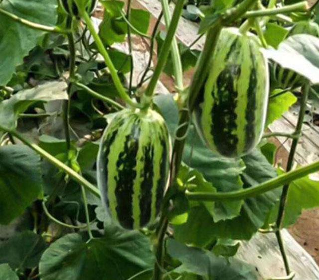 甜瓜膨大期怎么补救,甜瓜苗期裂杆什么原因