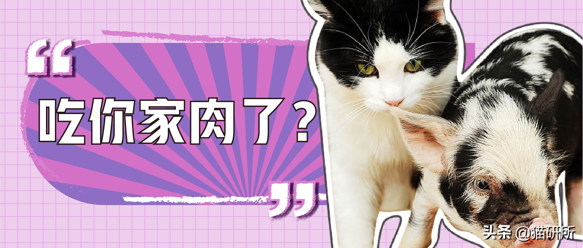 猫咪可以吃猪肉猫粮吗,养猫的你要知道猫咪不能只吃干粮