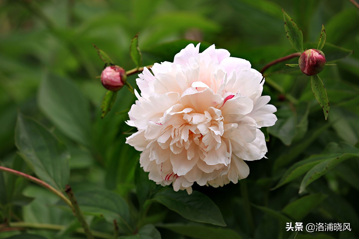 大院绿化的回忆——顺便看看院里的芍药定个究竟有多少种？