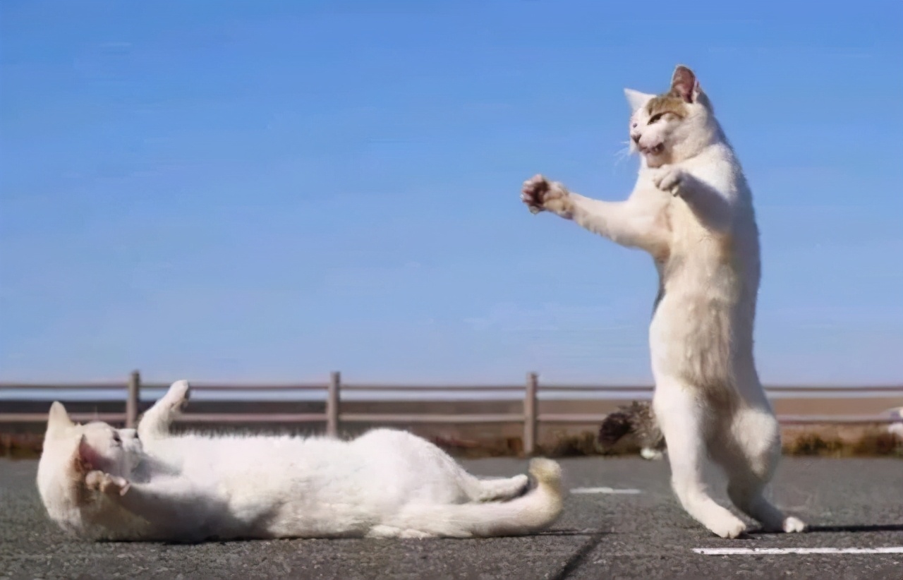 “我是安庆人”别成主观臆断理由？“以命换命”是伪命题？