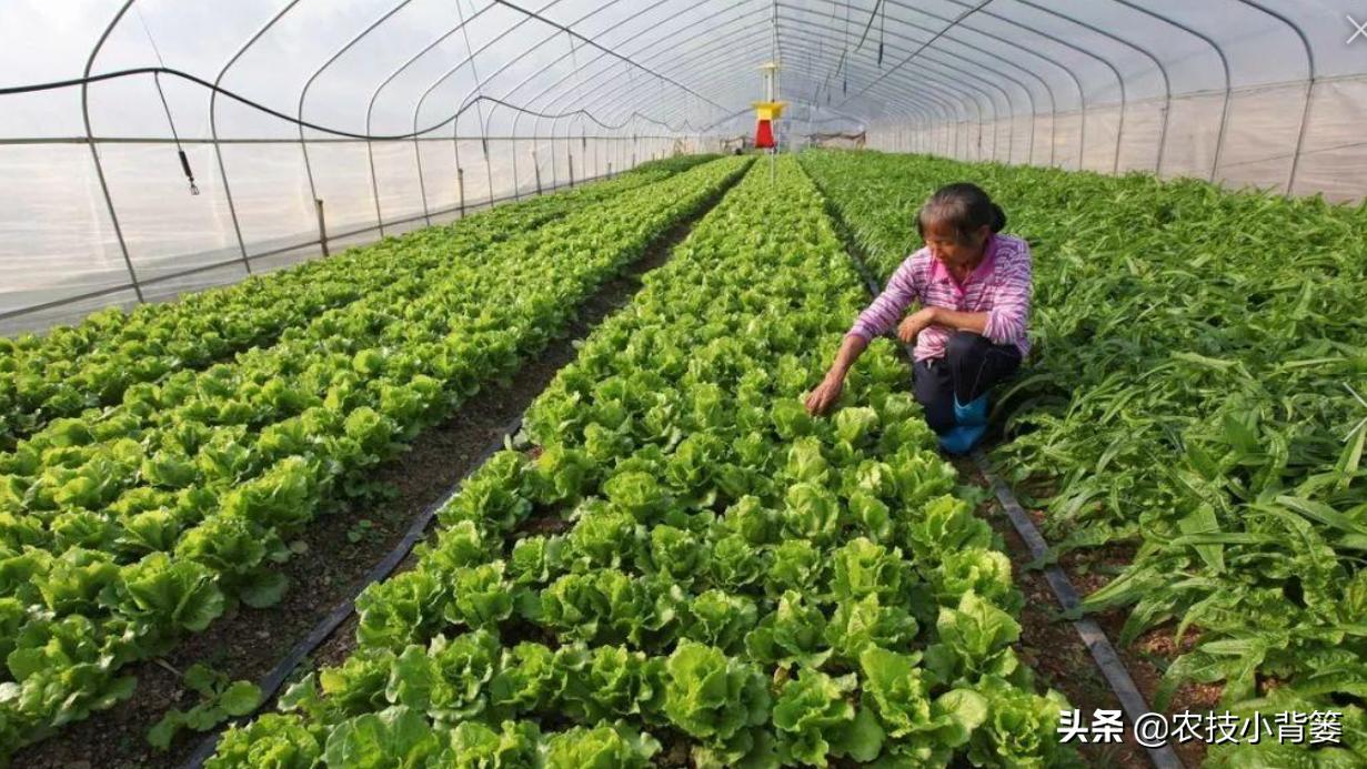 冬季蔬菜低温冻害常发生,14个预防措施、5个补救方法能帮你