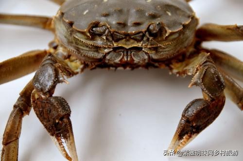 大连蟹都汇大闸蟹,蟹都汇大闸蟹沈阳
