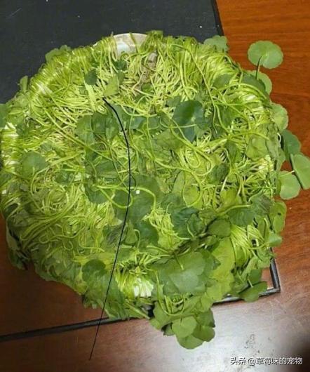 自从养了猫自己都舍不得吃了,一旦养了猫就不能养植物