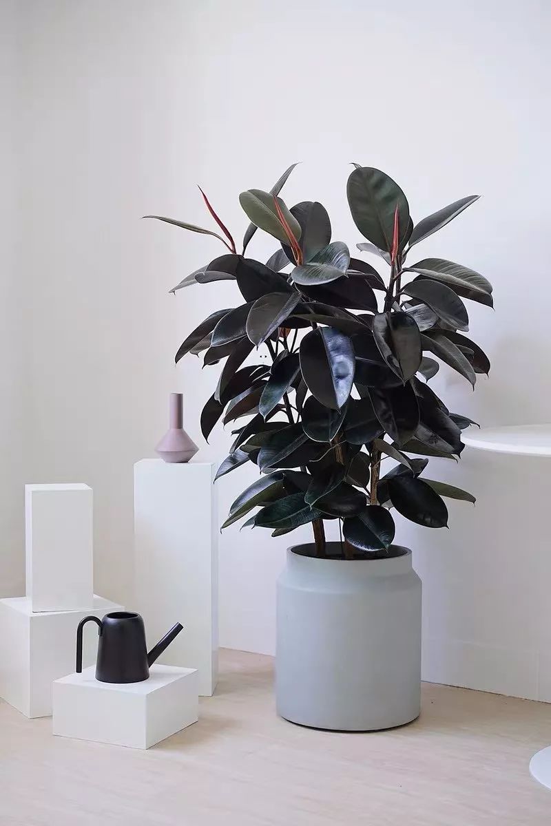 室内养的吸毒植物,20种吸毒花除甲醛