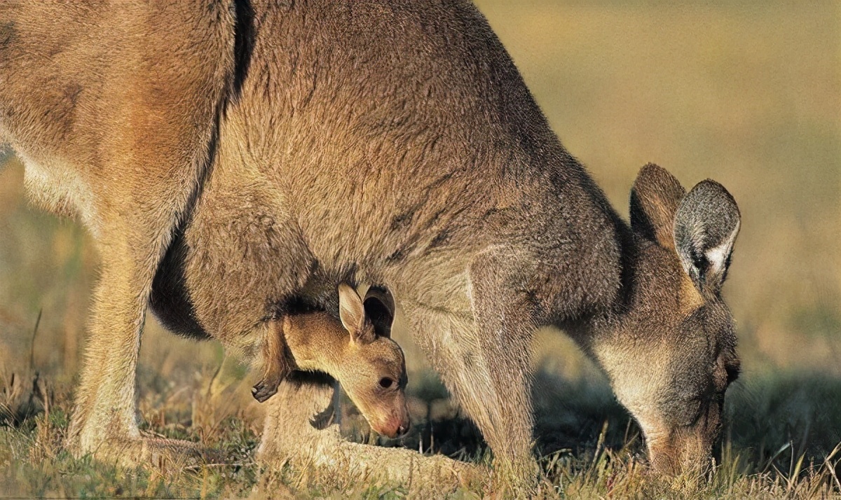 澳洲袋鼠真正的样子,真正的澳洲袋鼠