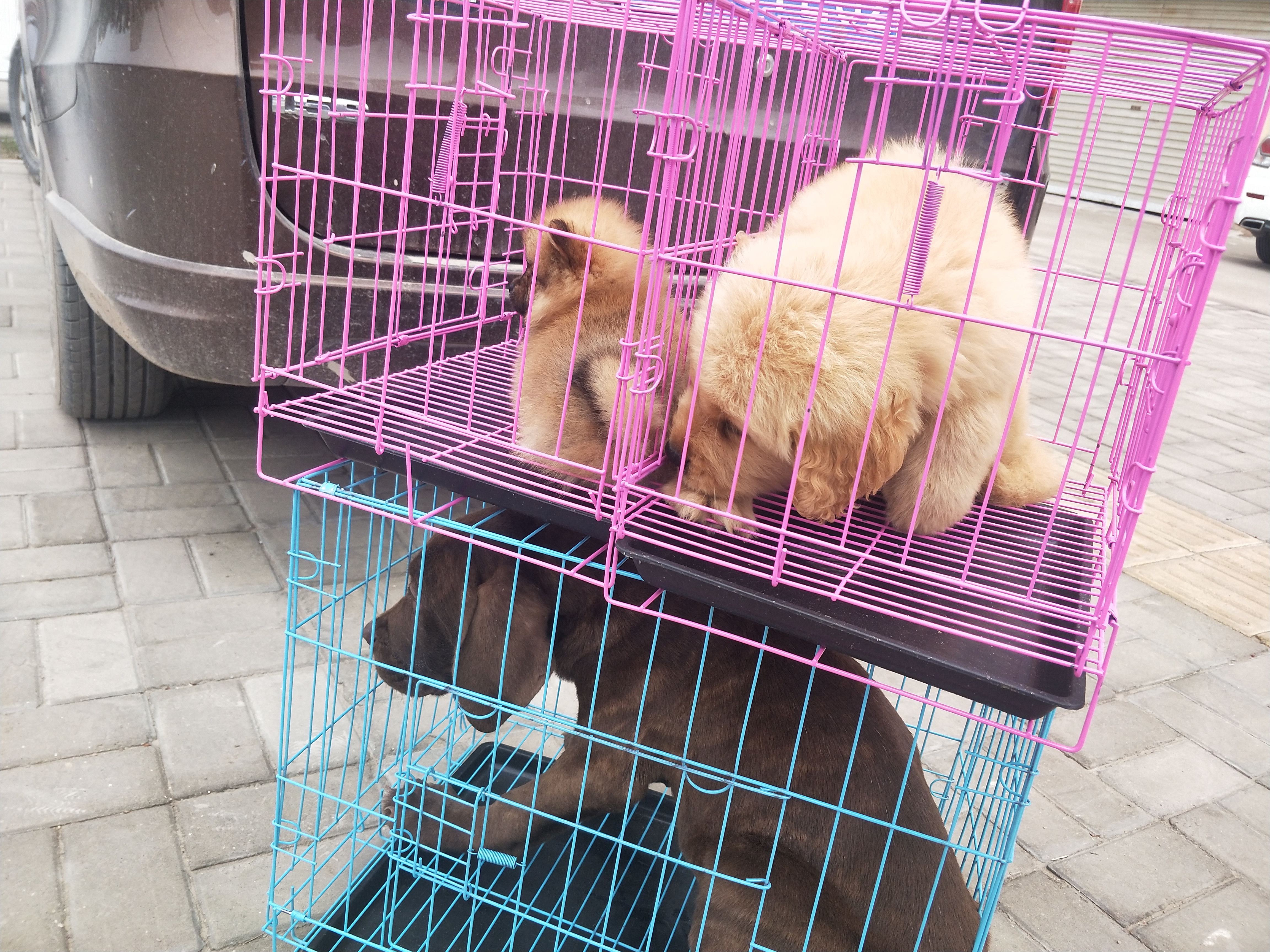 商丘宠物交易市场宠物兔,逛东北宠物交易市场