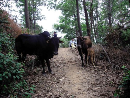 本地养土牛的利润,散养土牛利润怎么样