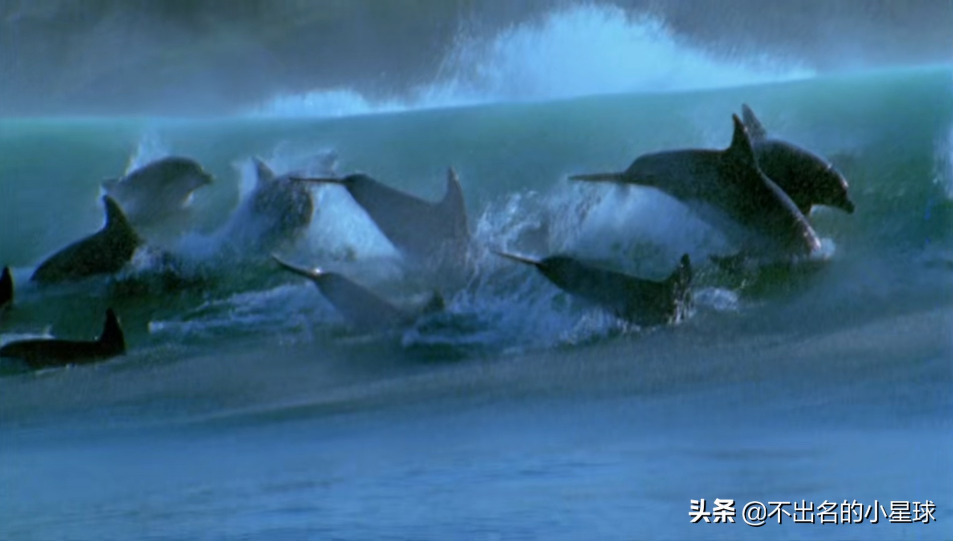 日本海豚湾的恐怖故事,日本海豚湾的恶行是被谁揭开的