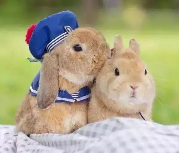 小白兔子拉肚子怎么办,兔子拉肚子怎么判断