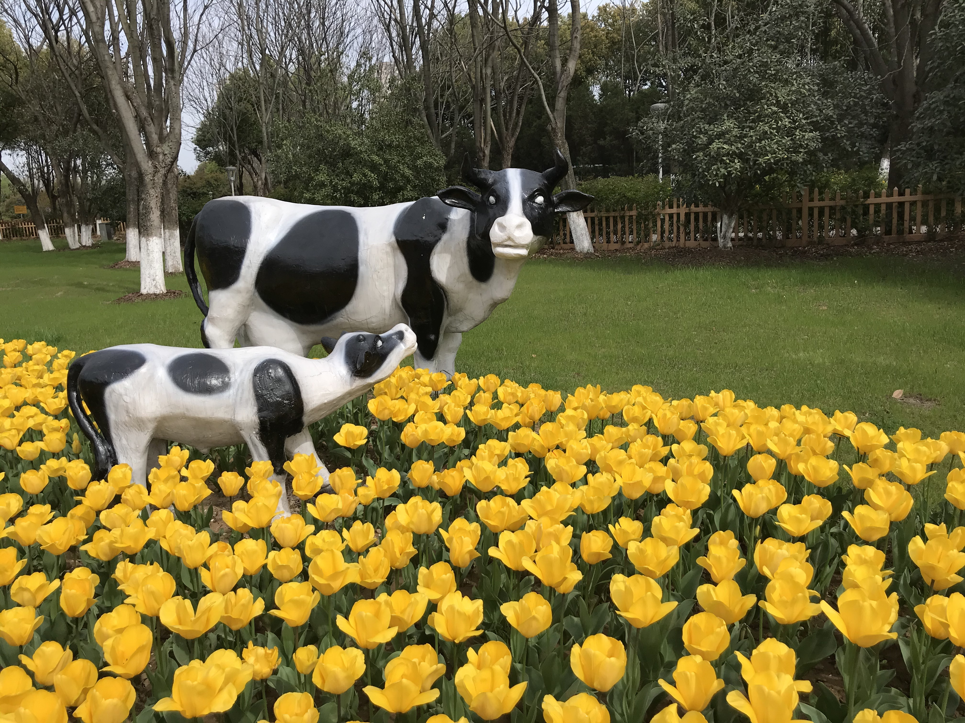 荷兰风情花园,南京绿博园的美丽