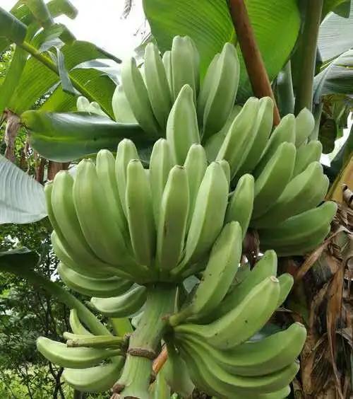 实地探秘：真稀罕，咱济南的大棚里长出成片热带水果？