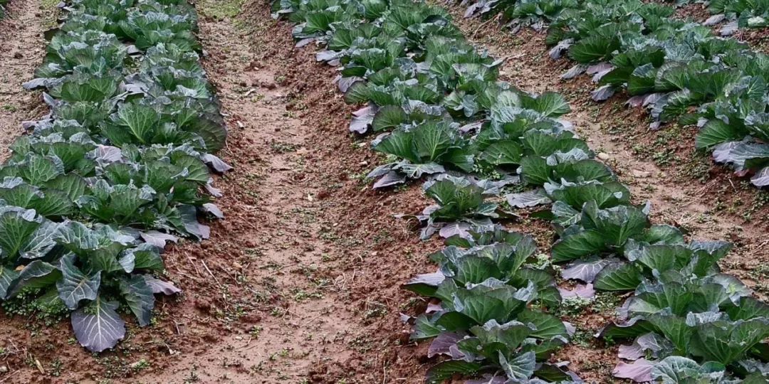 素食餐厅尴尬,素食餐厅为什么总是开不下去