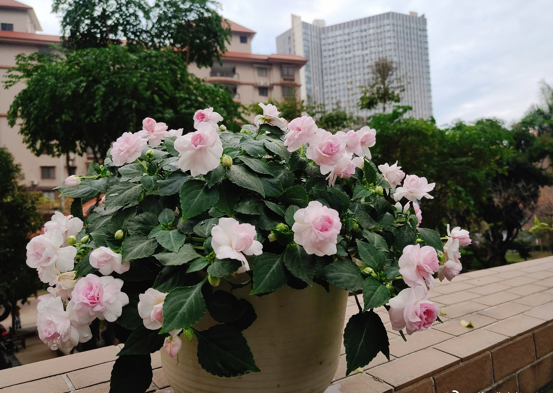 阳台上养几盆花最好,带花香好养的阳台花