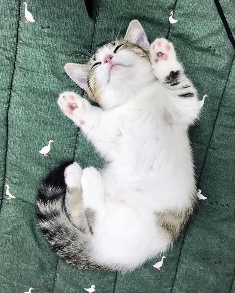 哺乳期小猫突然呕吐,哺乳期小奶猫吐奶原因