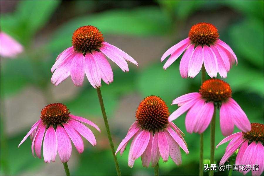 花园必备植物大全,花园常用植物科普