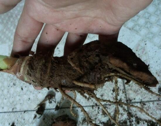 滴水观音烂根怎样处理,水培滴水观音不烂根土培就烂根