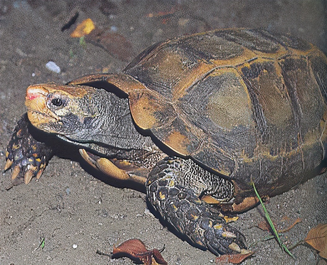 龟类大百科,大眼睛龟类