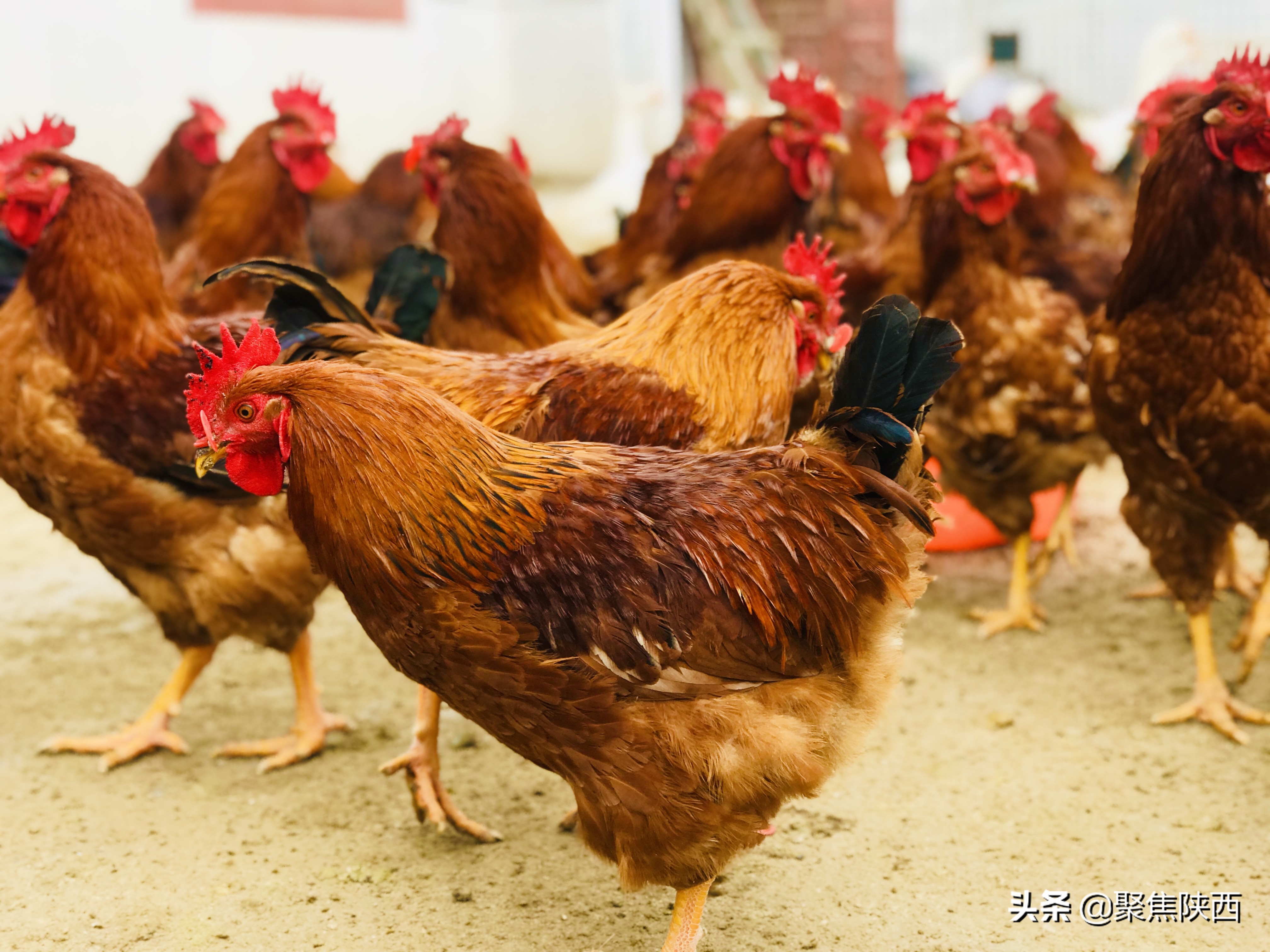 鍑ゅ摜鍔╁姏鏂颁汉,鍐滄潙鍒涗笟鍑ゅ摜