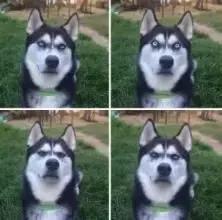 加拿大costco9月特价,加拿大物价上涨costco购物