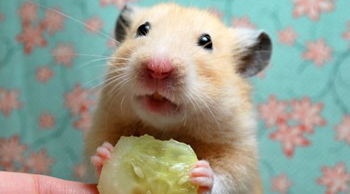 仓鼠跑球安不安全,跑球对仓鼠的危害