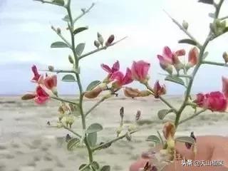 戈壁当中最常见的植物,在野外都能捡到的稀有植物