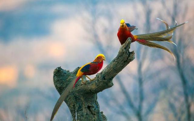 山西老汉意外在山上捡到金凤凰,老农在深山发现金凤凰